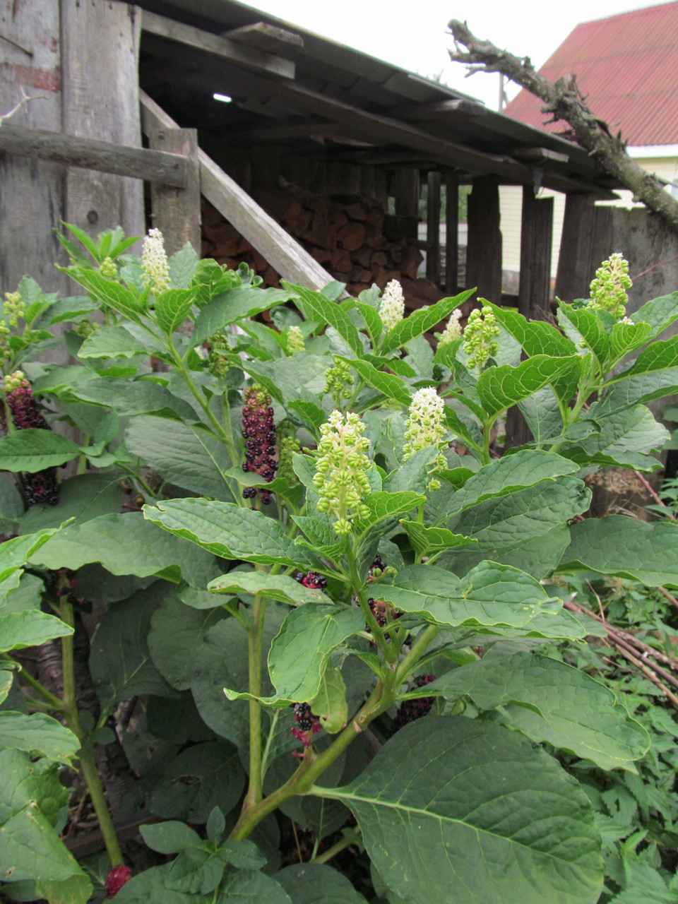 Image of Phytolacca acinosa specimen.