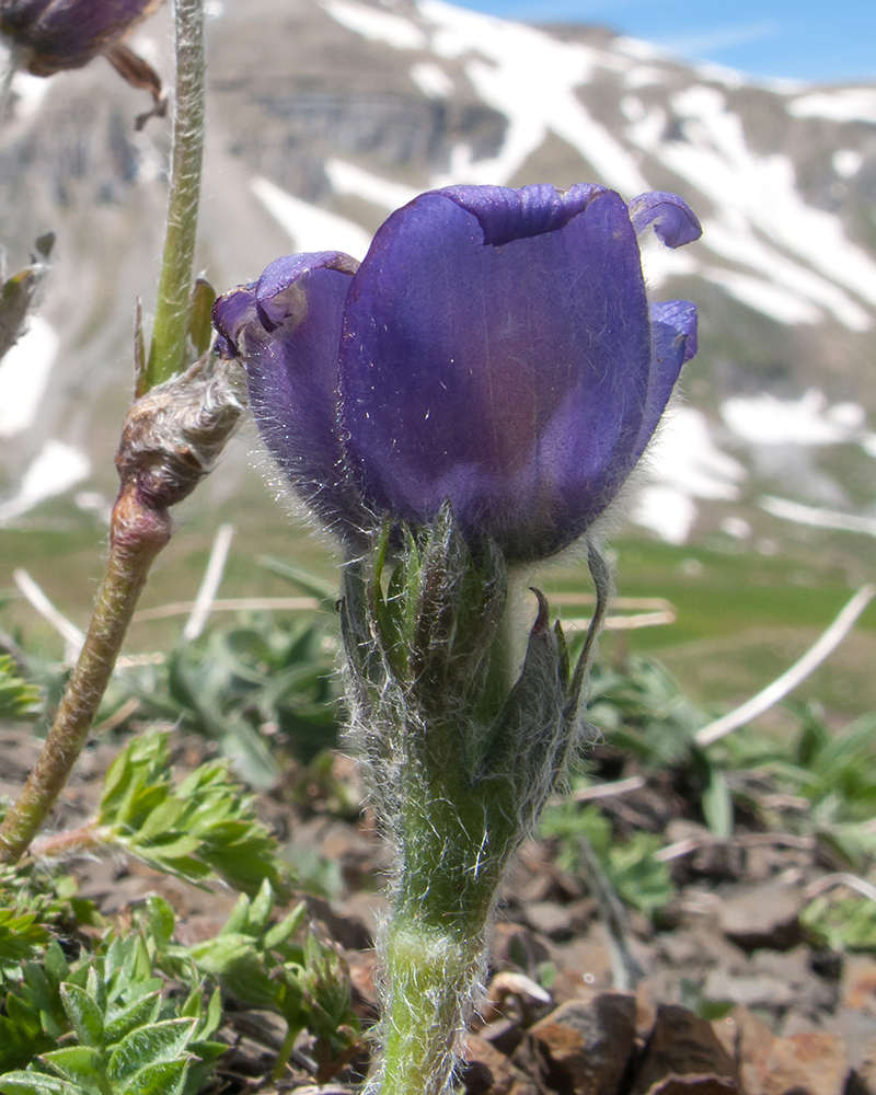 Изображение особи Pulsatilla violacea.