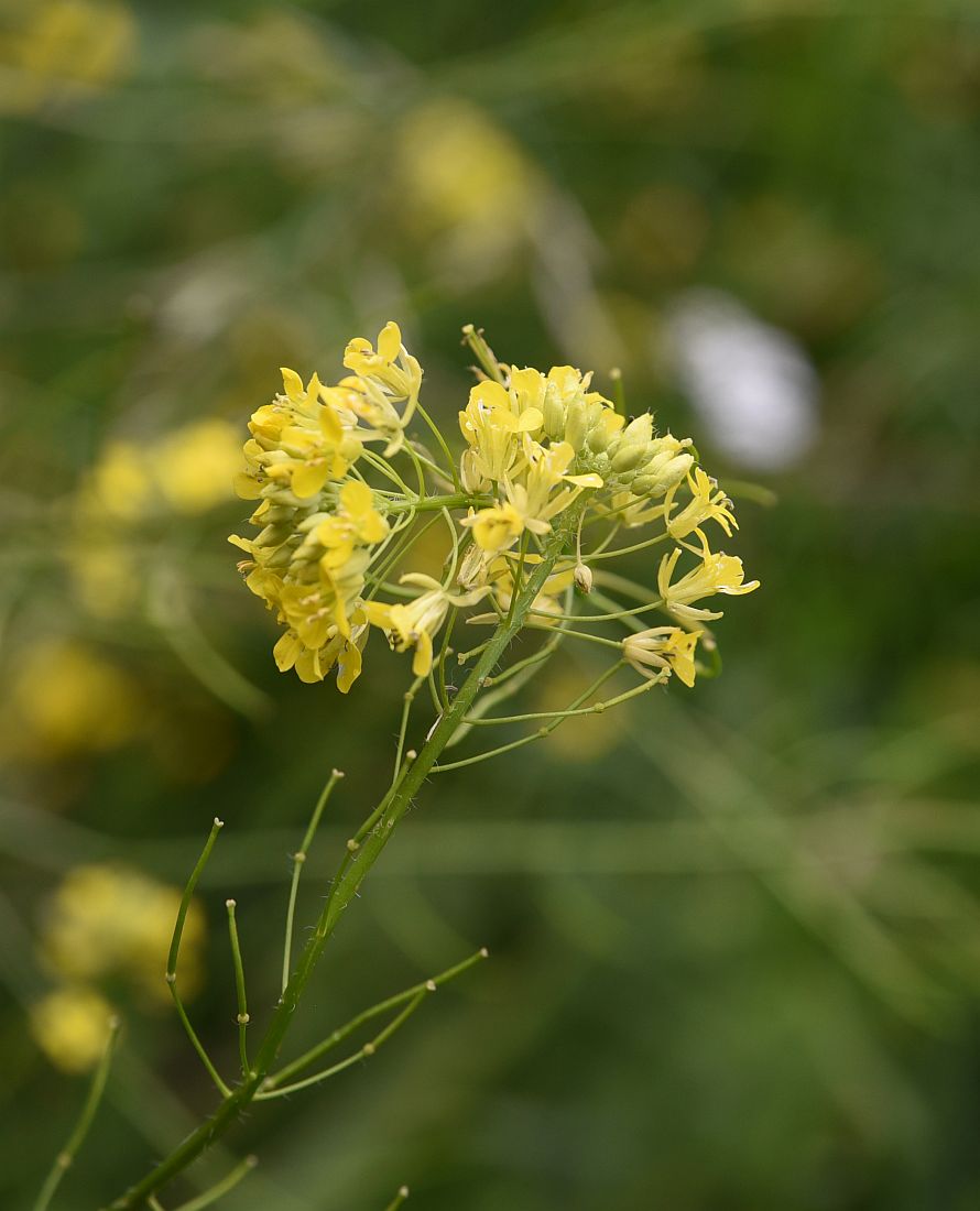 Image of Sisymbrium loeselii specimen.