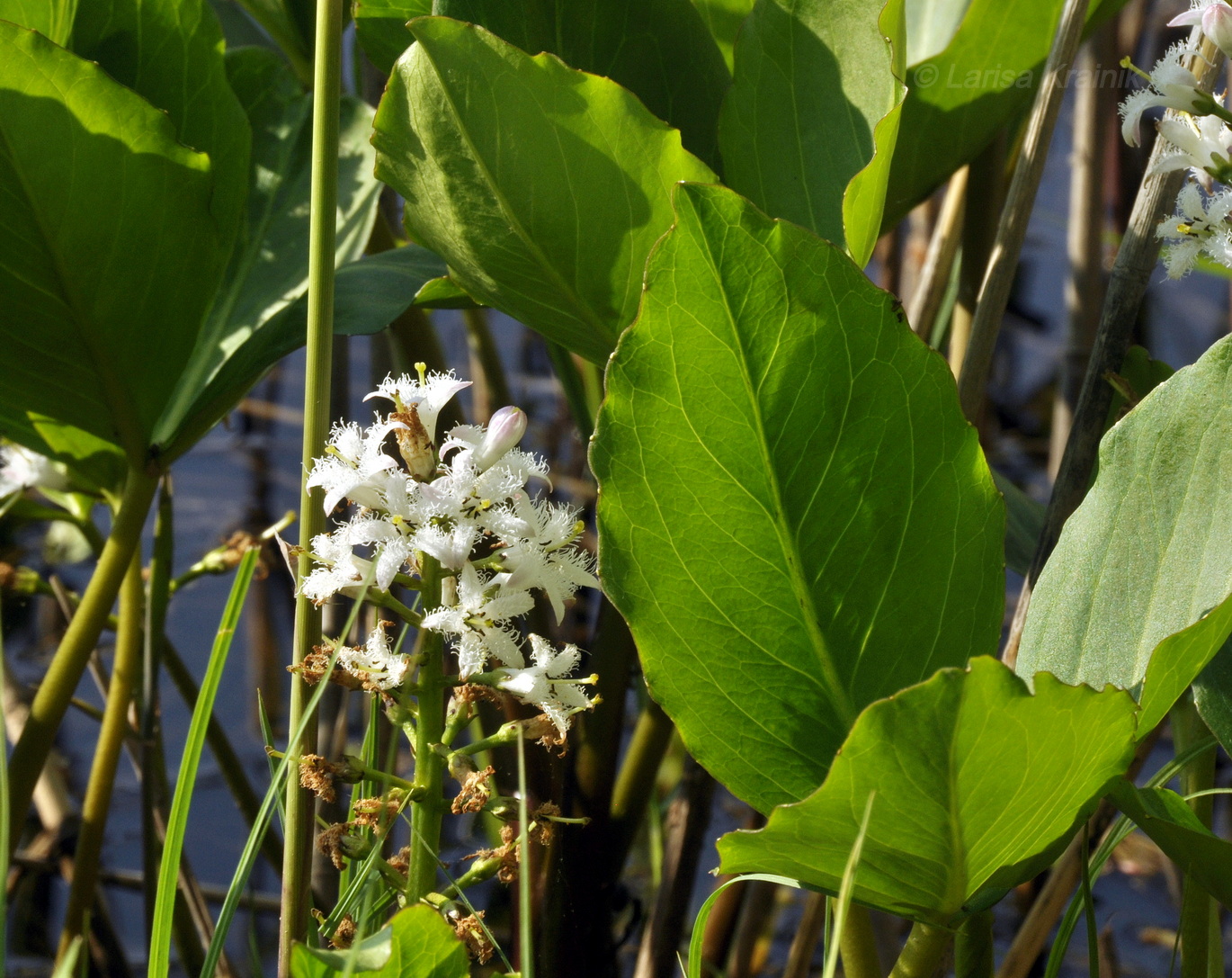 Image of Menyanthes trifoliata specimen.