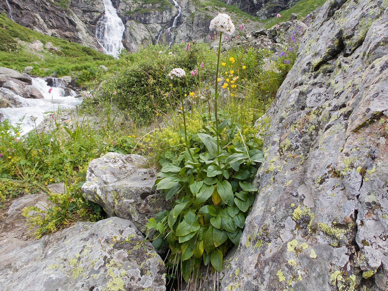 Image of Valeriana alpestris specimen.