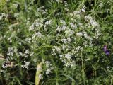 Galium pseudorivale. Верхушка цветущего растения. Узбекистан, Ташкентская обл., Пскемский хр., Угам-Чаткальский национальный парк, верховья ур. Аксарсай, около 1870 м н.у.м., каменисто-мелкоземистый склон, среди кустарников и субальпийского высокотравья. 08.06.2023.