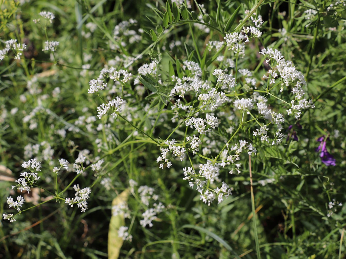 Image of Galium pseudorivale specimen.