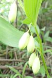 Polygonatum humile