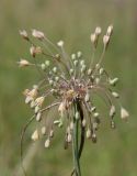 Allium paczoskianum. Соцветие. Крым, Симферопольский р-н, окр. с. Урожайное, нарушенная степь. 10 июля 2023 г.