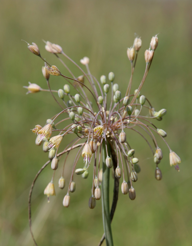 Image of Allium paczoskianum specimen.