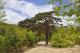 Pinus densiflora. Взрослое дерево. Приморье, Хасанский р-н, п-ов Гамова, приморский склон. 10.05.2021.