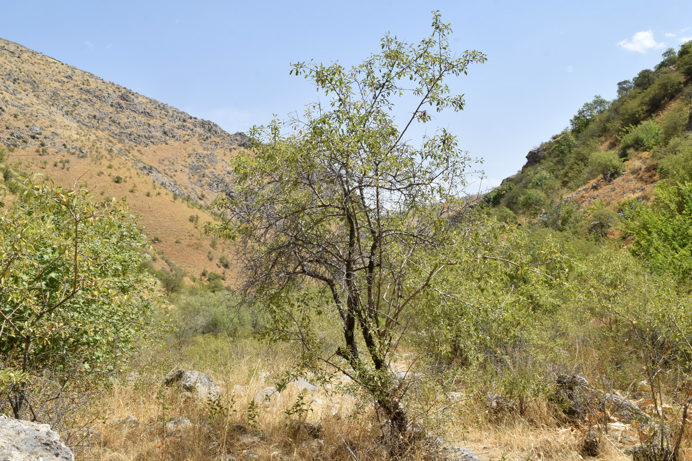 Image of Amygdalus bucharica specimen.