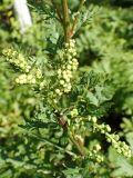 Artemisia maximovicziana