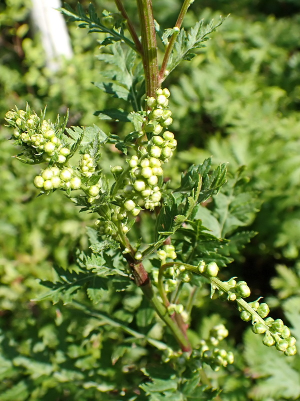 Image of Artemisia maximovicziana specimen.