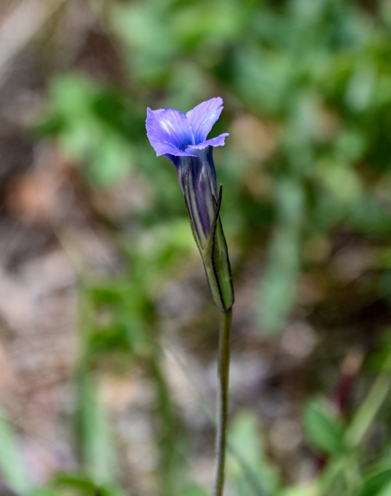 Изображение особи Gentianopsis barbata.