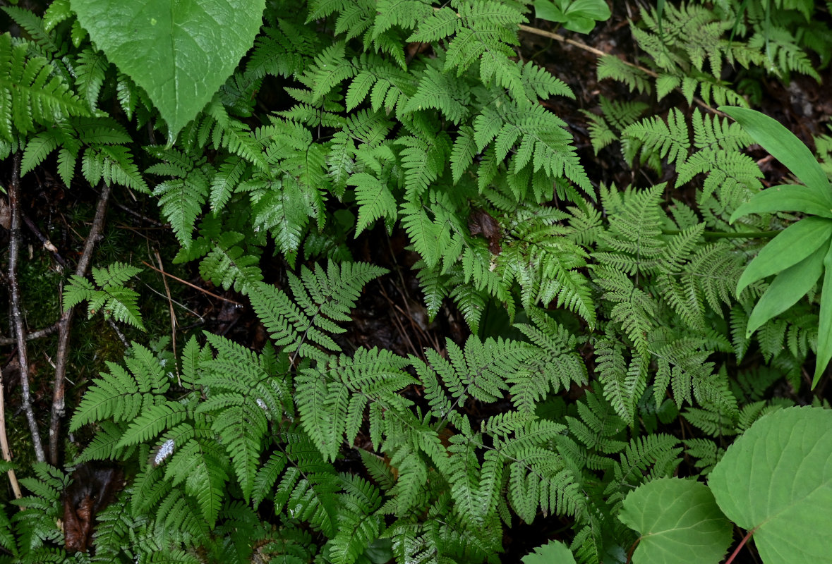 Image of Gymnocarpium dryopteris specimen.