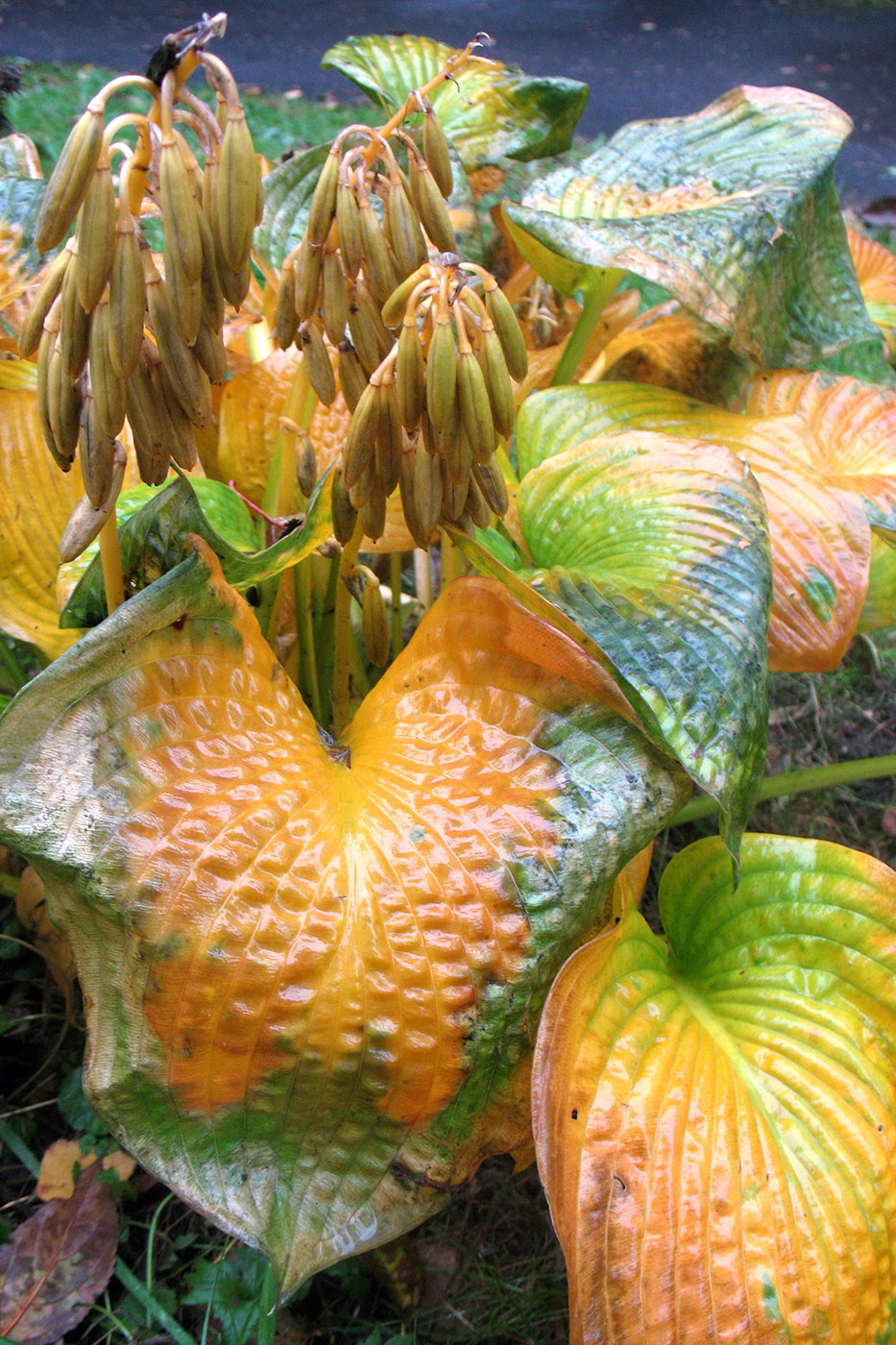 Image of genus Hosta specimen.