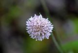 Knautia involucrata. Соцветие. Северная Осетия, Ирафский р-н, верховья р. Урух, ≈ 1800 м н.у.м., подножие каменистого склона. 08.07.2016.