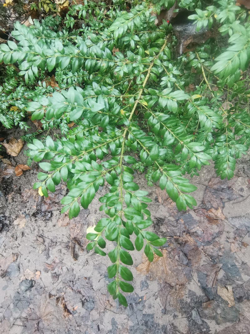 Image of Buxus sempervirens specimen.