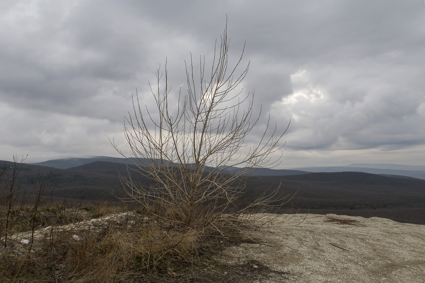 Image of genus Populus specimen.