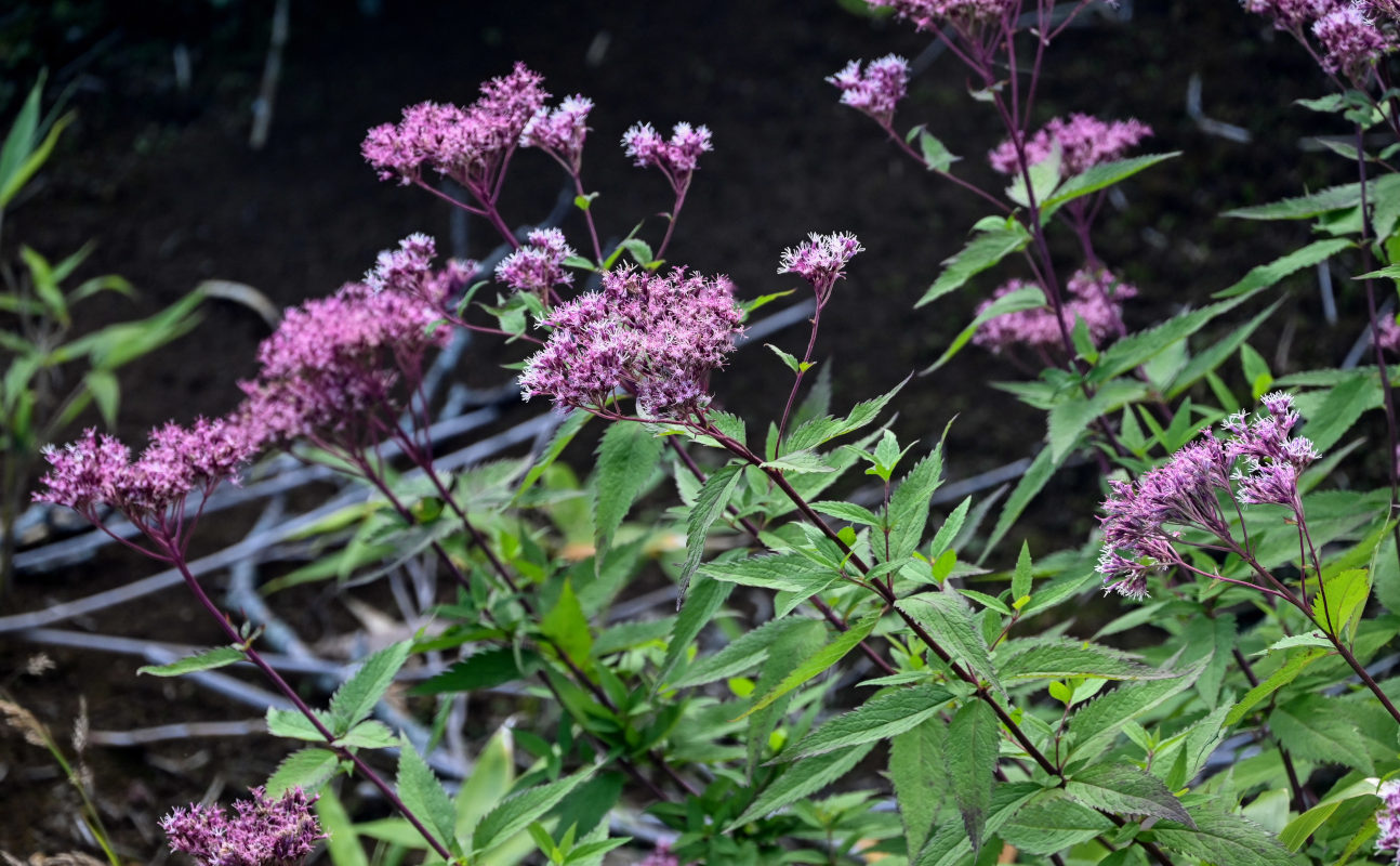 Изображение особи Eupatorium glehnii.