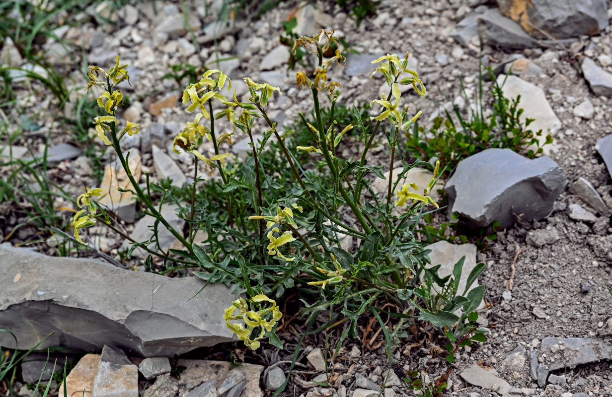 Image of genus Matthiola specimen.
