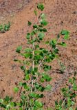 genus Populus. Верхушка ветви. Оренбургская обл., Медногорский гор. округ, Блявинский карьер, осыпающийся каменистый склон. 04.07.2023.