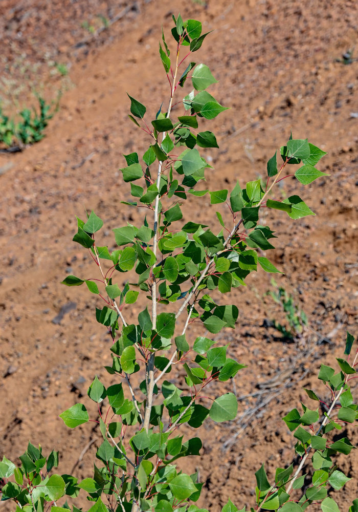 Image of genus Populus specimen.