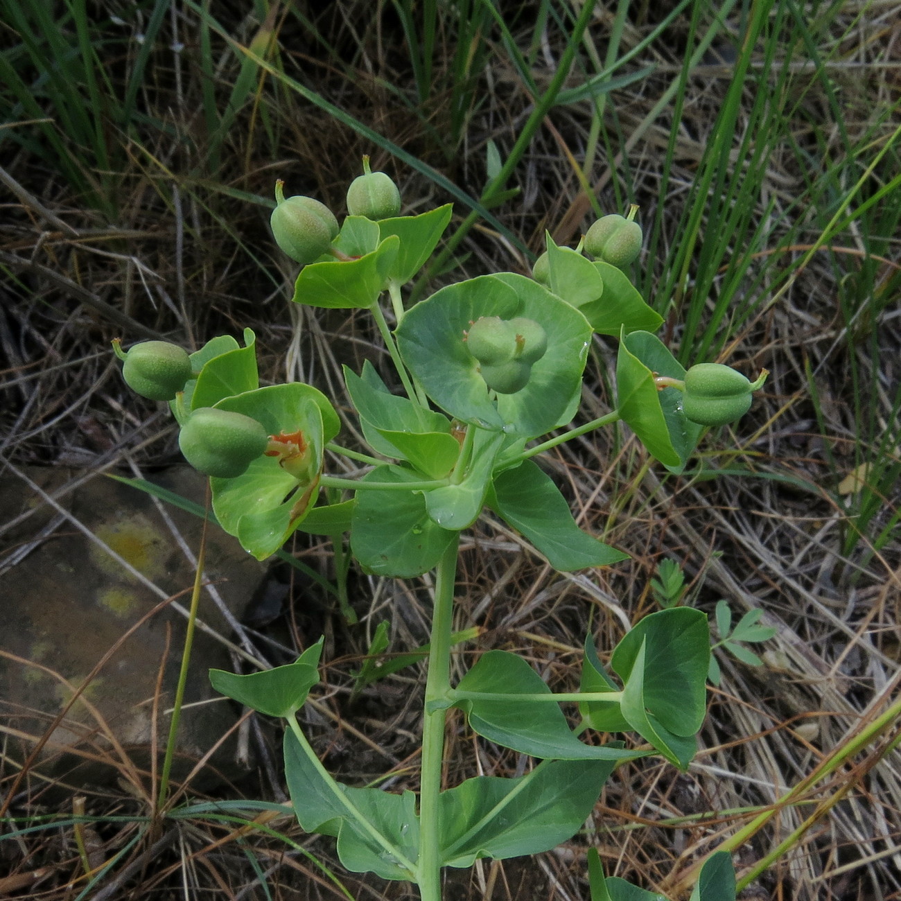 Изображение особи Euphorbia sewerzowii.
