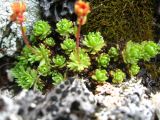 Saxifraga pontica