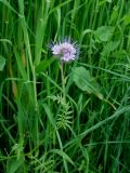 Phacelia tanacetifolia. Верхушка цветущего побега. Магаданская обл., окр. г. Магадан, ост. Аммональная, овсяное поле. 10.08.2011.