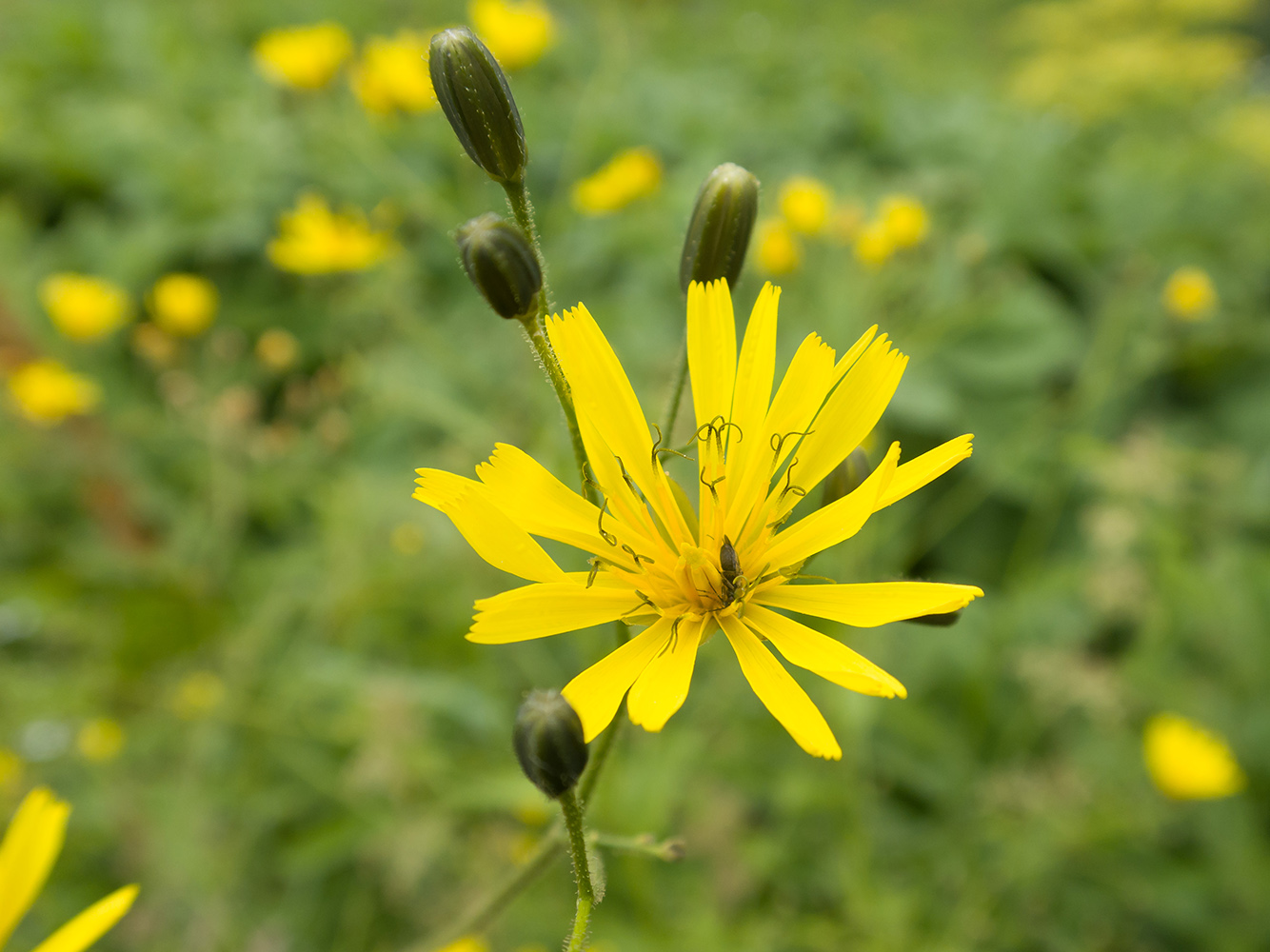 Image of Lapsana grandiflora specimen.