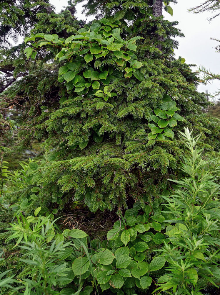 Изображение особи Schisandra chinensis.