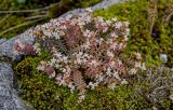 Sedum pallidum