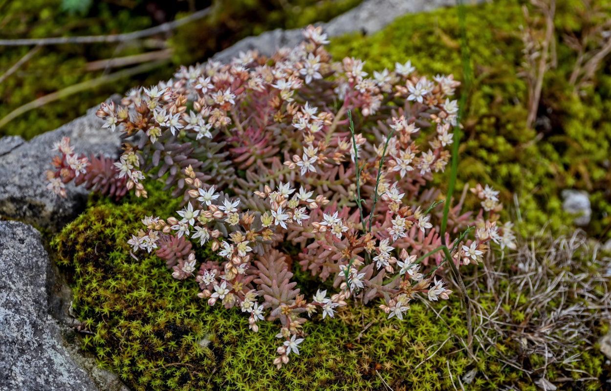Image of Sedum pallidum specimen.