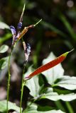 Lathyrus vernus. Развивающиеся и незрелые плоды с кормящейся гусеницей. Москва, Лесная опытная дача РГАУ-МСХА им. К. А. Тимирязева, широколиственный лес. 26 мая 2024 г.