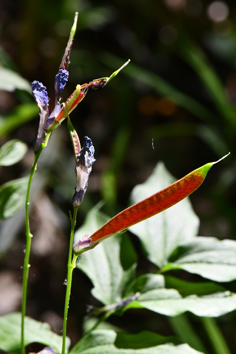 Image of Lathyrus vernus specimen.