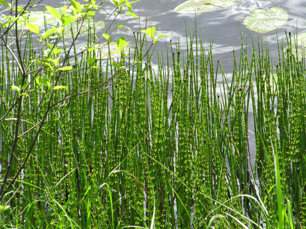 Изображение особи Equisetum fluviatile.