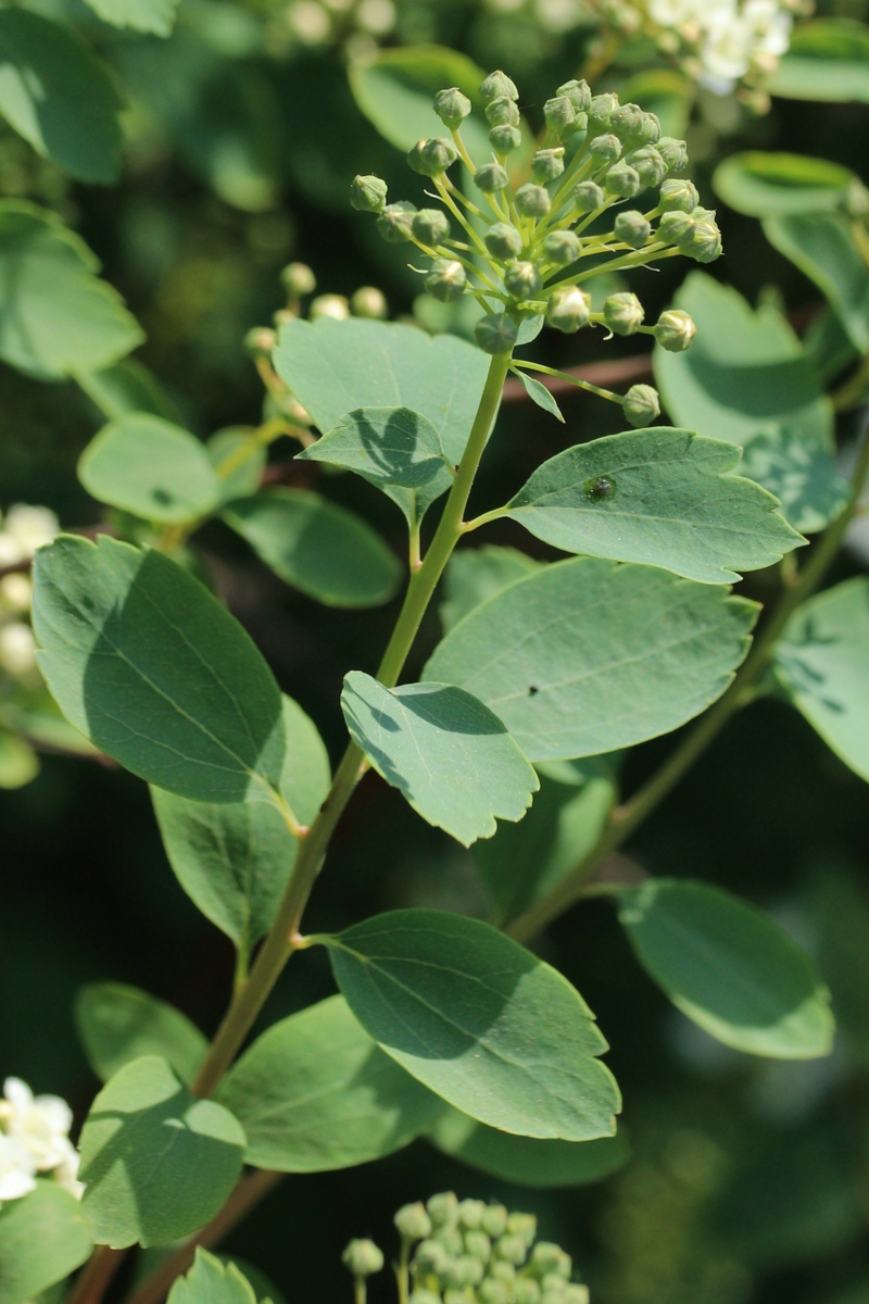 Image of genus Spiraea specimen.
