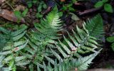 Polystichum braunii