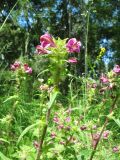 Pedicularis karoi
