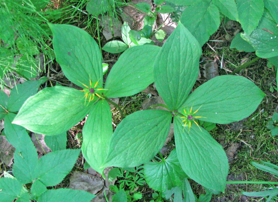 Image of Paris quadrifolia specimen.