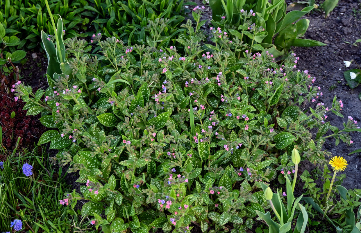Image of Pulmonaria saccharata specimen.