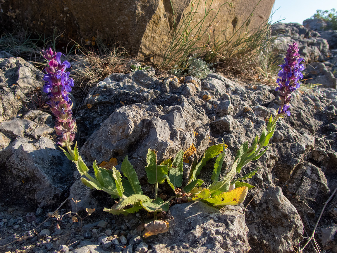 Image of Salvia tesquicola specimen.