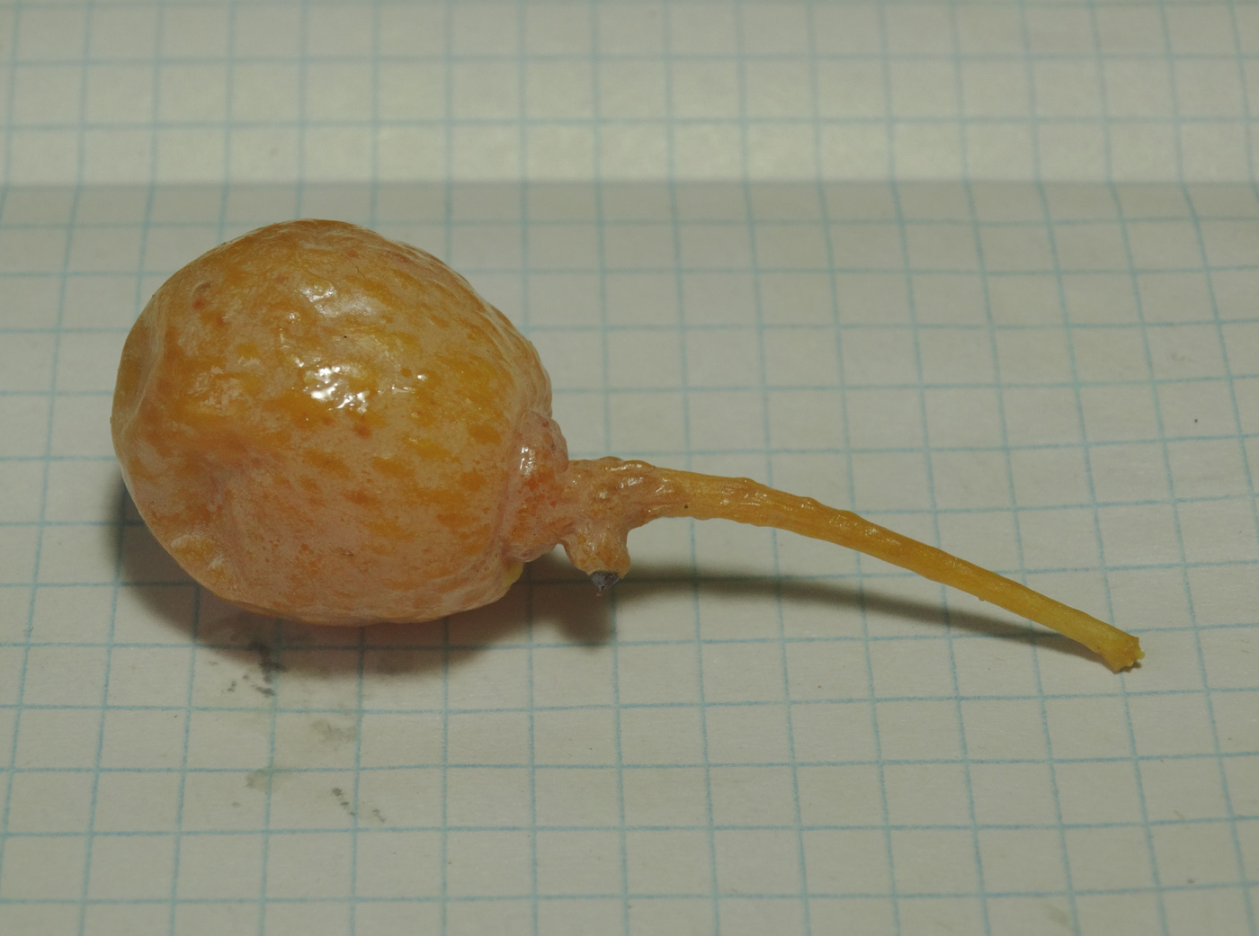 Image of Ginkgo biloba specimen.