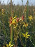 Saxifraga hirculus