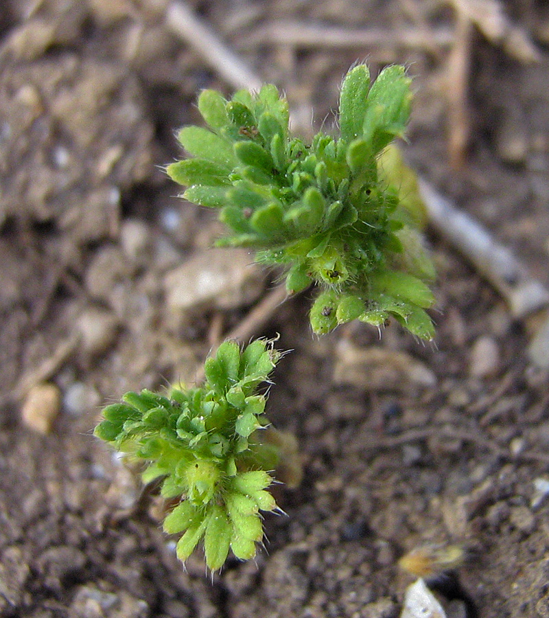 Image of Aphanes arvensis specimen.