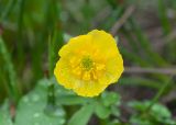 Ranunculus nivalis. Цветок. Камчатский край, Елизовский р-н, окр. Мутновской ГеоЭС, берег притока р. Фальшивая возле водопада Южный, место позднего схода снега. 10.08.2024.