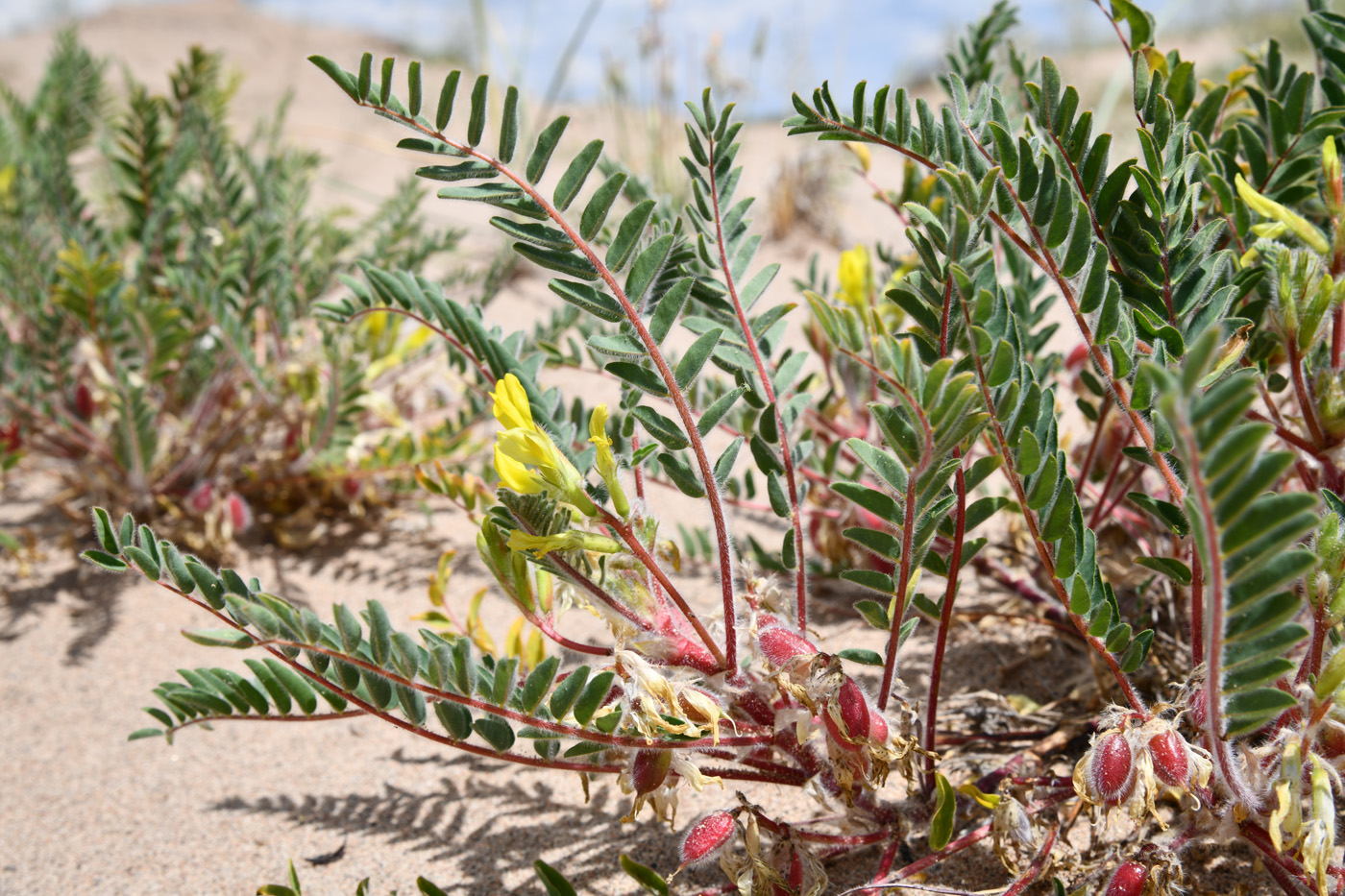 Image of Astragalus rubtzovii specimen.