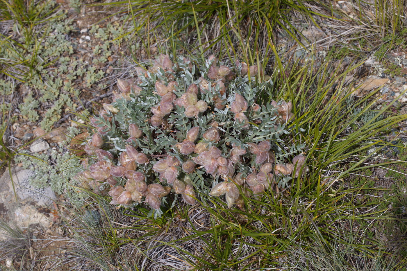 Image of Oxytropis tragacanthoides specimen.