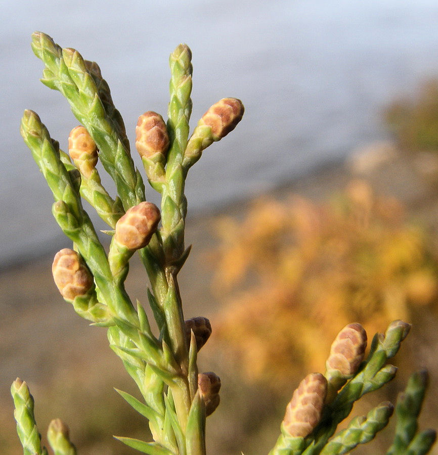 Image of Juniperus davurica specimen.