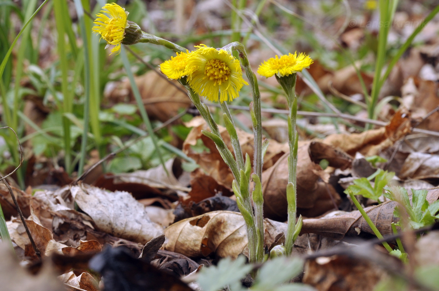 Image of Tussilago farfara specimen.