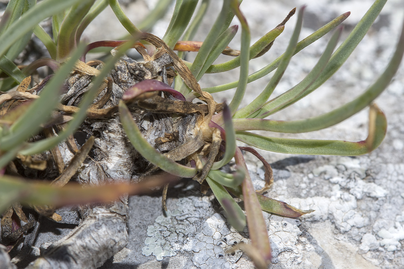Image of Gypsophila pallasii specimen.