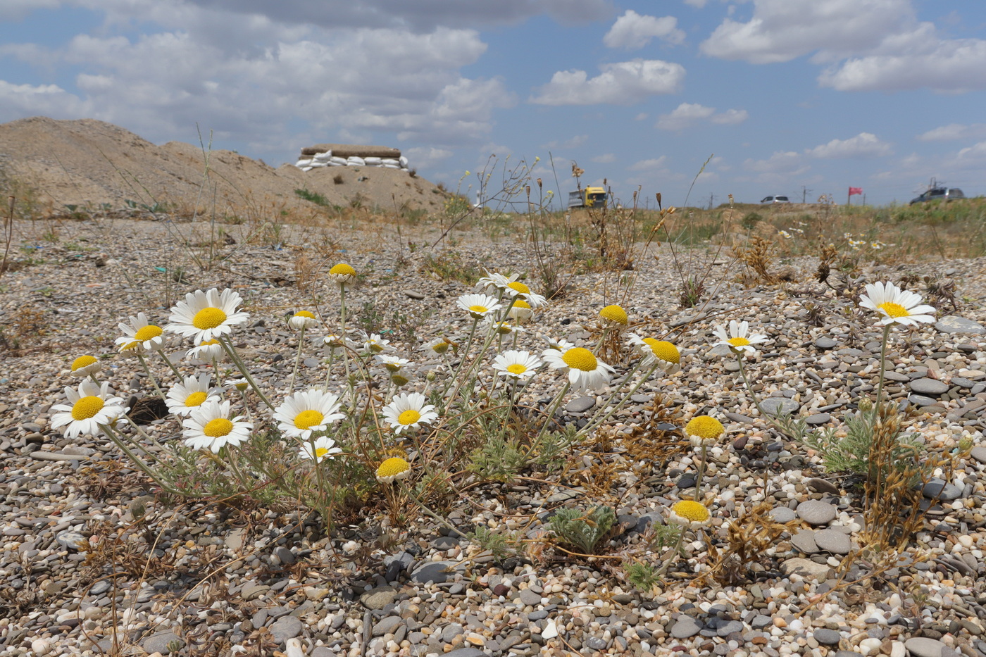 Image of Anthemis dubia specimen.